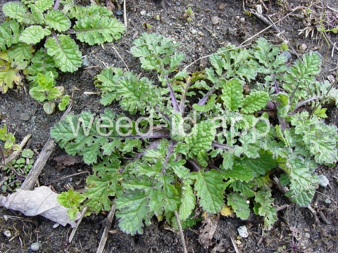 ragwort, tansy